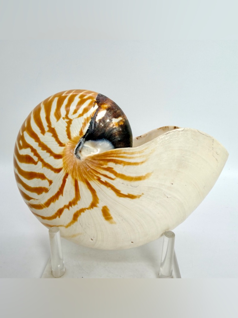 6” Nautilus Shell Tiger Striped Coastal Decor Accent READ Description - Picture 2 of 15